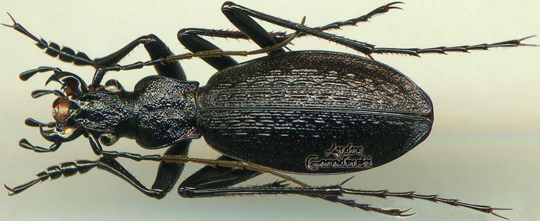 http://www.gorodinski.ru/carabus/Neoplesius sichuanicola kashirskii.jpg